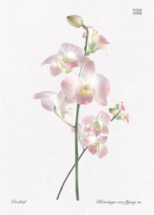 ninaroom ポスター｜Orchid vintage plant A3 Poster