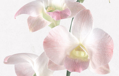 ninaroom ポスター｜Orchid vintage plant A3 Poster